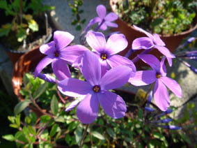 Phlox stolonifera